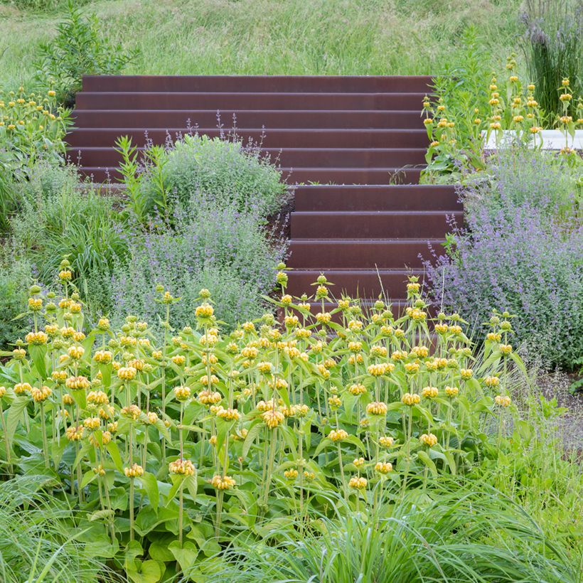 Phlomis russeliana (zaad) - Brandkruid (Groeiplaats)
