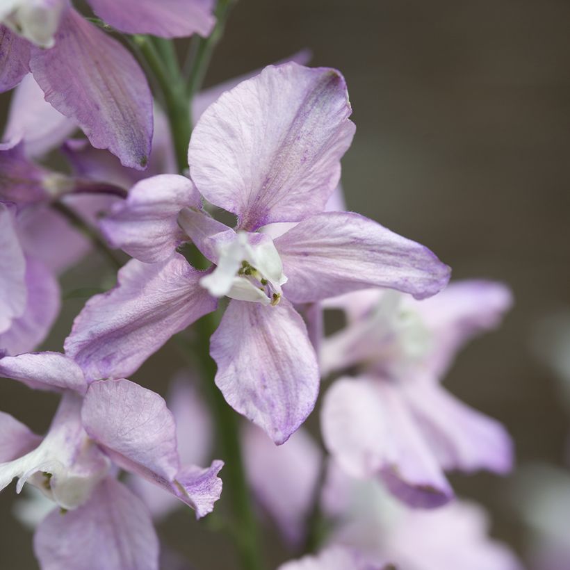 Ridderspoor Fancy Belladonna (zaad) - Delphinium consolida (Bloei)