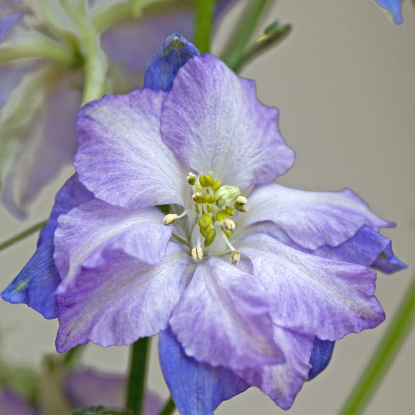 Delphinium elatum Fancy Purple Picotee (zaad) - Ridderspoor (Bloei)