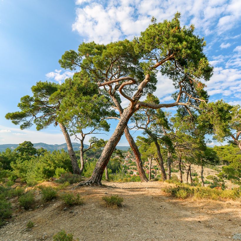 Pinus pinea (zaad) - Parasolden (Groeiplaats)