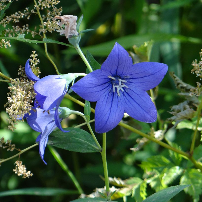 Platycodon grandiflorus Mariesii Blue (zaad) - Ballonklokje (Bloei)