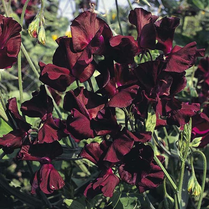 Lathyrus odoratus Midnight (zaad) - Siererwt (Bloei)