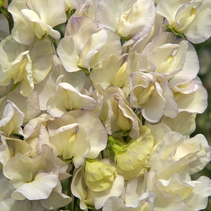 Lathyrus odoratus Spencer Old Times (zaad) - Siererwt (Bloei)