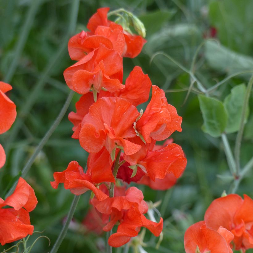 Lathyrus odoratus Spring Sunshine Orange (zaad) - Siererwt (Flowering)