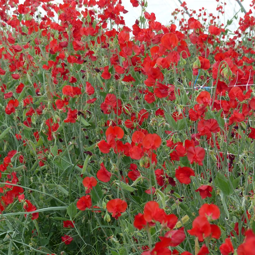 Lathyrus odoratus Spring Sunshine Scarlet (zaad) - Siererwt (Groeiplaats)
