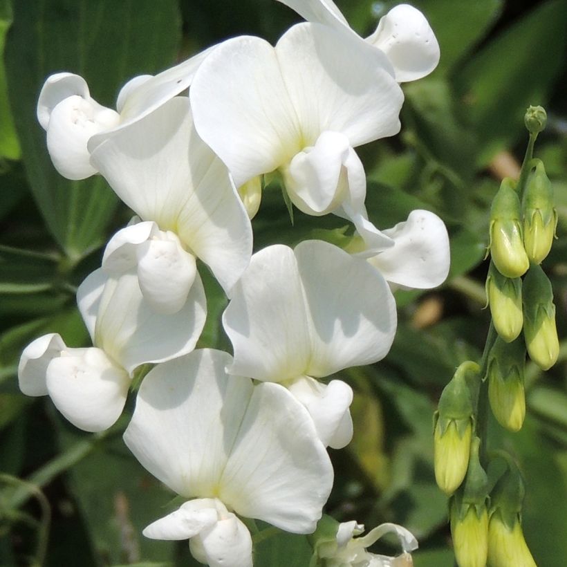 Lathyrus latifolius White Pearl (zaad) - Wilde pronkerwt (Bloei)
