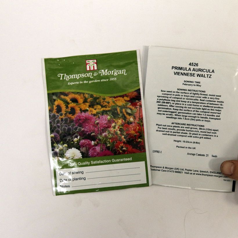 Voorbeeld van een exemplaar van Primula auricula Viennese Waltz (zaad) - Aurikel het zakje met 25 zaden zoals geleverd