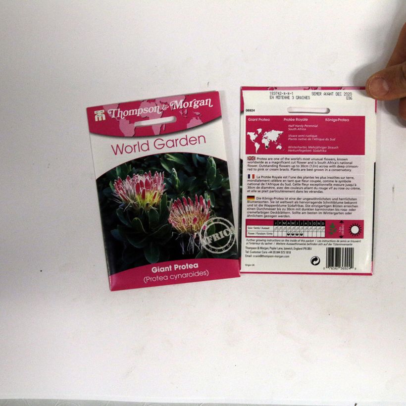 Voorbeeld van een exemplaar van Protea cynaroides (zaad) - Koningsprotea het zakje met 40 zaden zoals geleverd