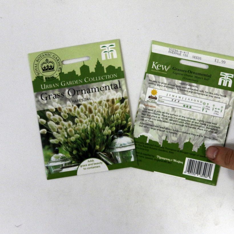 Voorbeeld van een exemplaar van Lagurus ovatus Bunny Tails (zaad) - Hazenstaartje het zakje met 50 zaden (0,2g) zoals geleverd