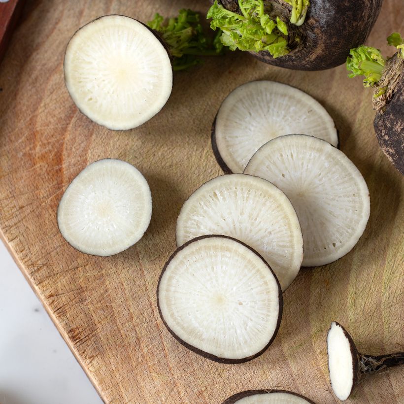 Radis noir gros rond d'hiver BIO (Oogst)