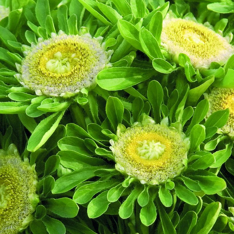 Zomeraster Hulk (zaad) - Callistephus chinensis (Bloei)