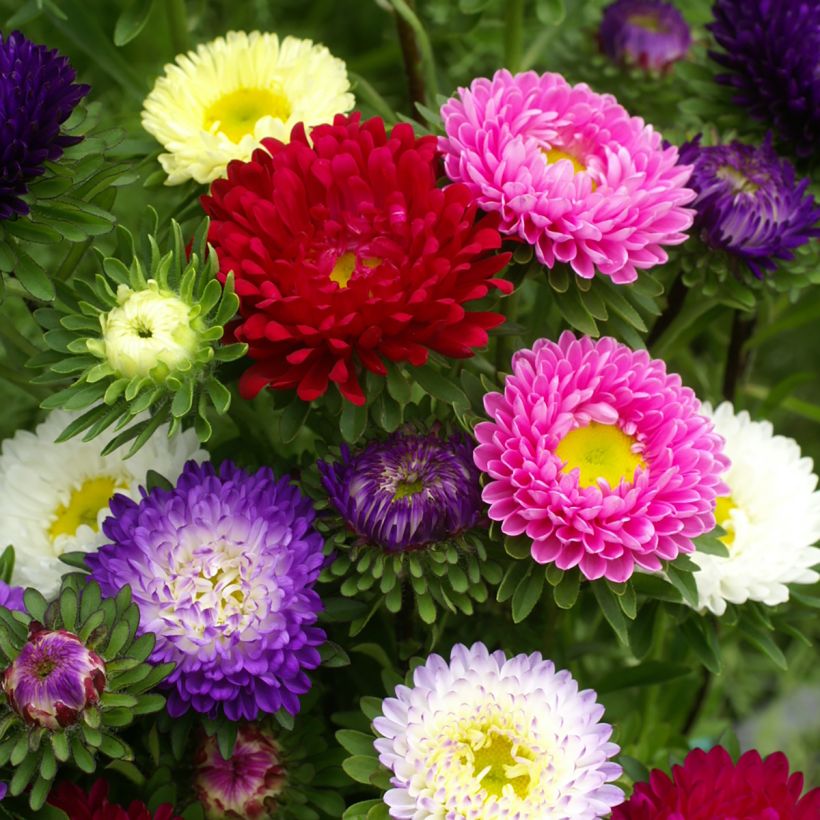 Zomeraster Matsumoto Formula Mixture (zaad) - Callistephus chinensis (Bloei)