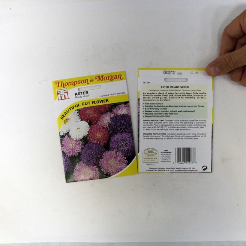 Voorbeeld van een exemplaar van Zomeraster Milady (zaad) - Callistephus chinensis het zakje met 150 zaden (0,4g) zoals geleverd