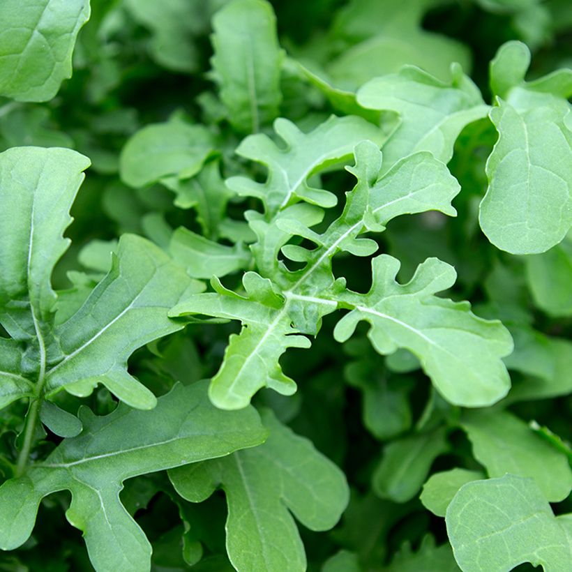 Roquette cultivée Esmée BIO (Blad)