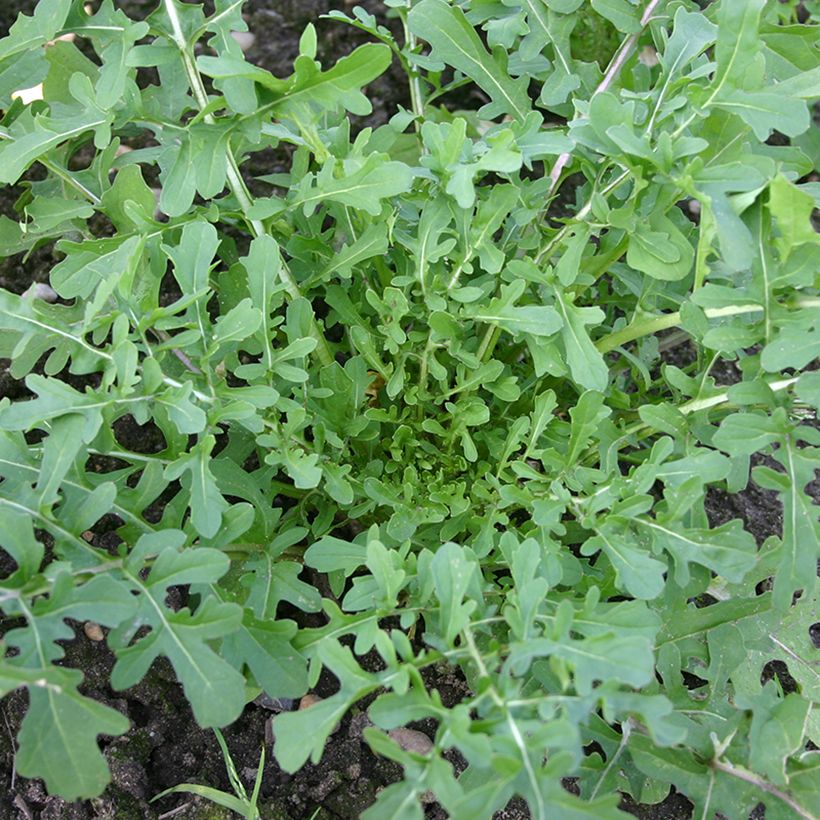 Roquette cultivée Esmée BIO (Groeiplaats)