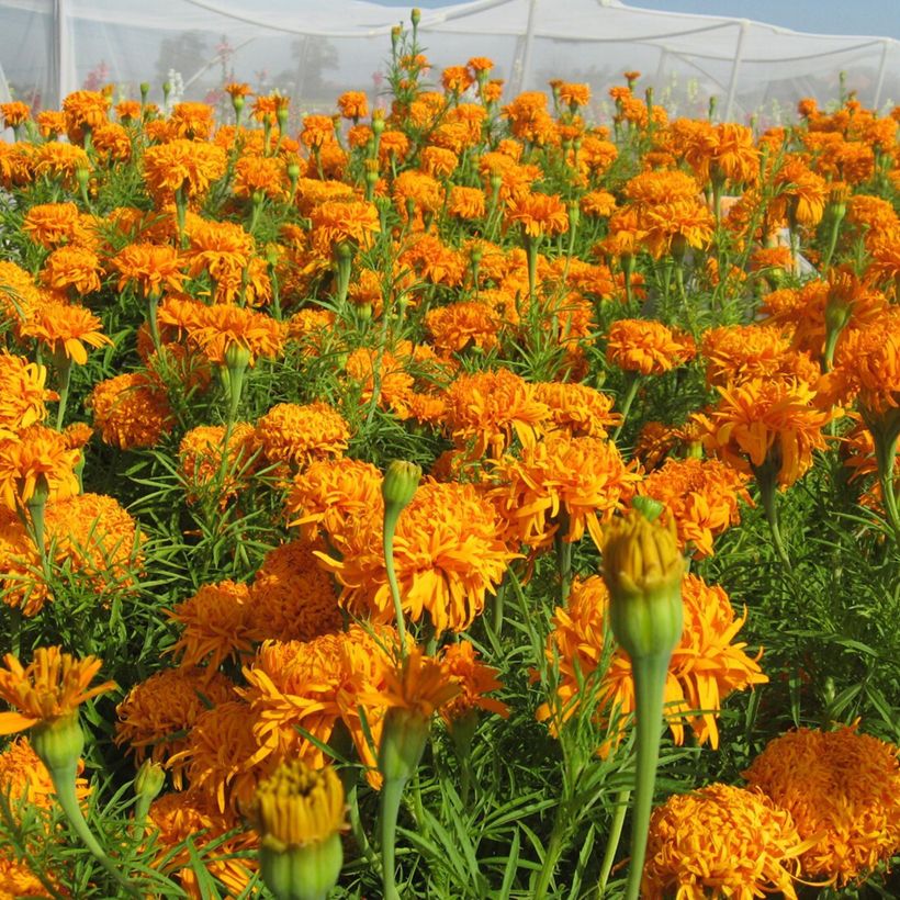 Groot afrikaantje - Tagetes erecta Fantastic Orange (zaad) (Bloei)