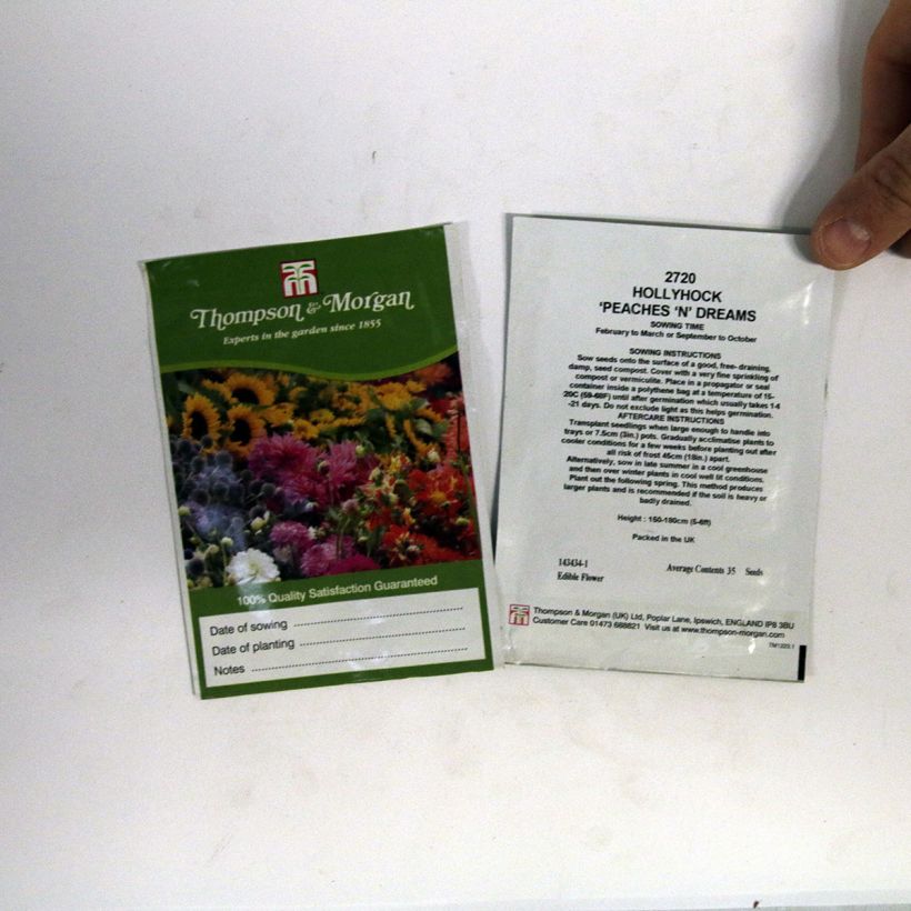 Voorbeeld van een exemplaar van Alcea rosea Peaches N Dreams (zaad) - Stokroos het zakje met 100 zaden (1g) zoals geleverd