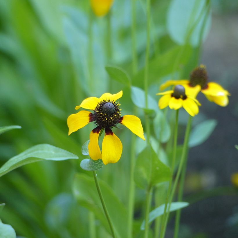 Rudbeckia amplexicaulis (zaad) - Zonnehoed (Bloei)