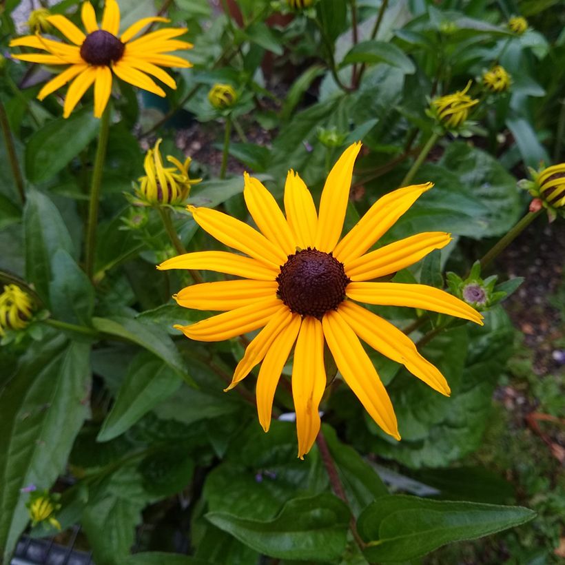 Rudbeckia fulgida var. sullivantii Goldsturm (zaad) - Zonnehoed (Bloei)