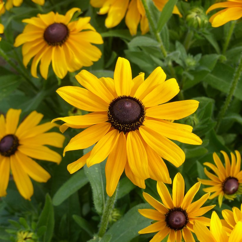 Rudbeckia hirta Marmalade (zaad) - Zonnehoed (Bloei)