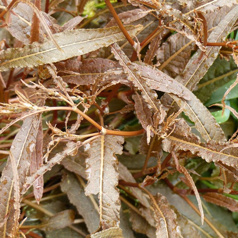 Zuring Twister (zaad) (Blad)