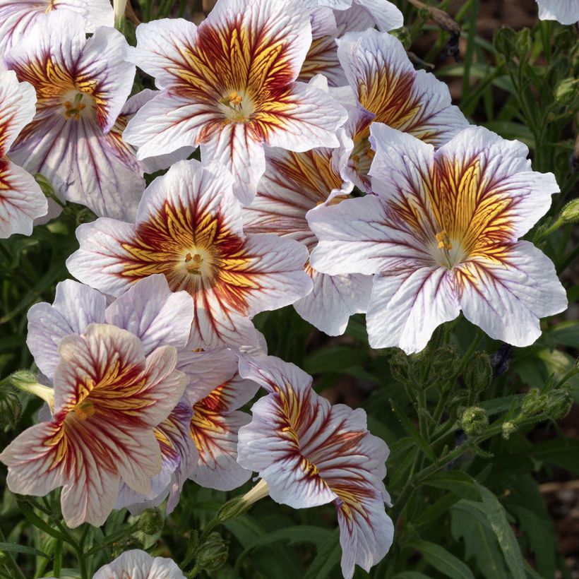 Salpiglossis sinuata Tora Cream (zaad) (Bloei)