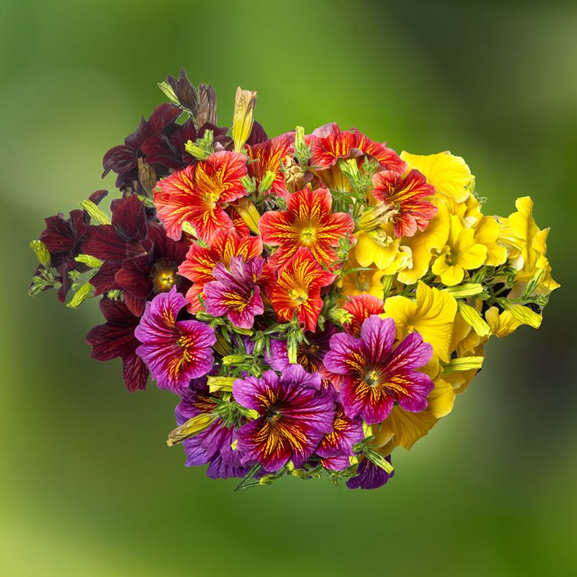 Salpiglossis sinuata Royale F1 Mix (zaad) (Bloei)