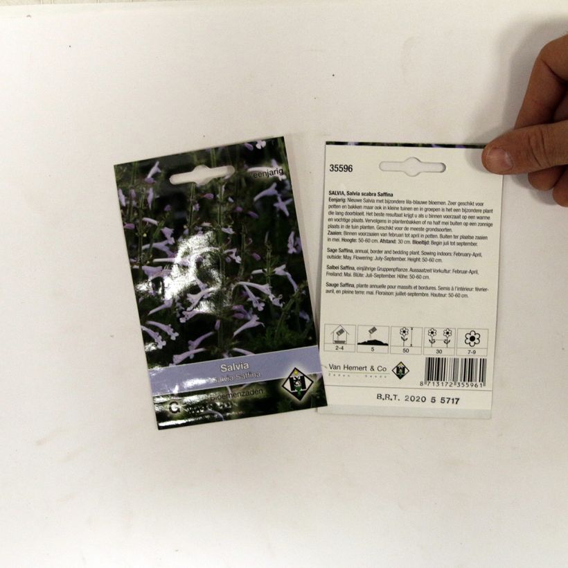 Voorbeeld van een exemplaar van Salvia scabra Saffina - Siersalie (zaad) het zakje met 80 zaden zoals geleverd