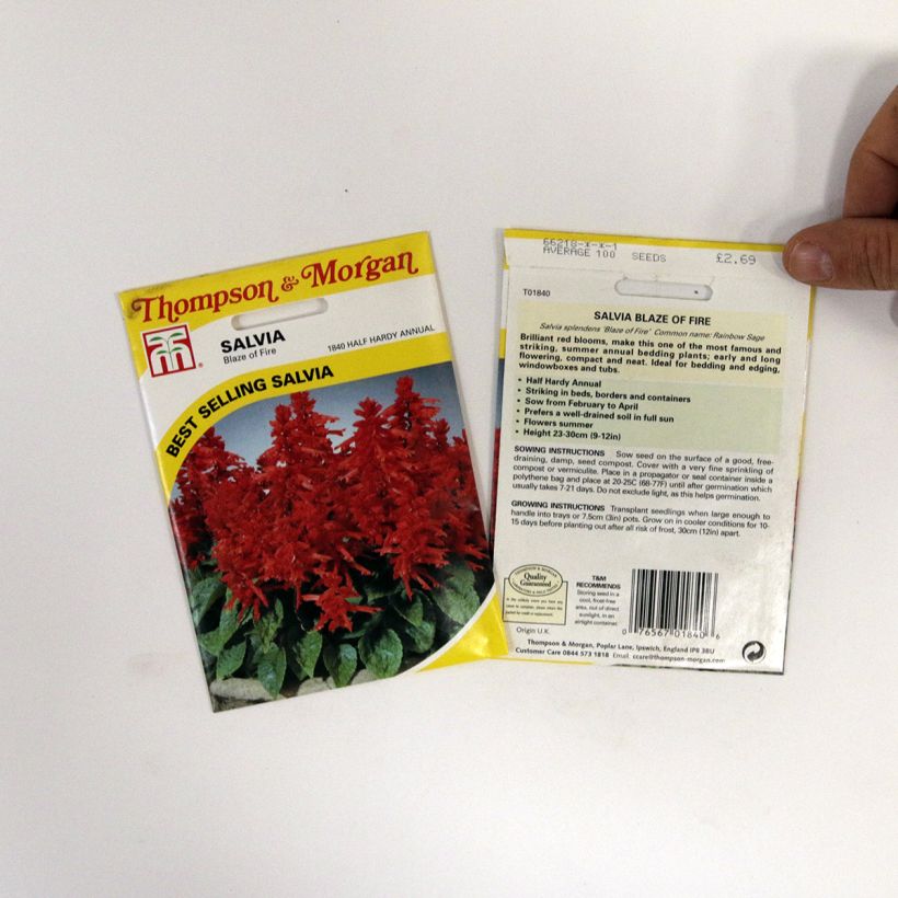 Voorbeeld van een exemplaar van Salvia splendens Blaze Of Fire - Vuursalie (zaad) het zakje met 100 zaden (0,4g) zoals geleverd