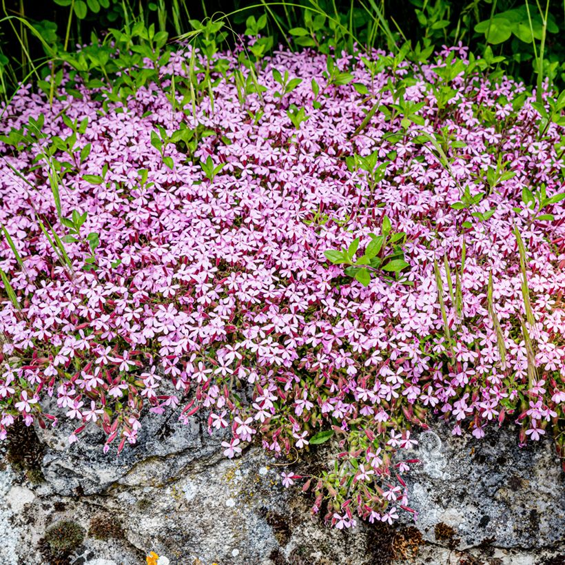 Saponaria ocymoides (zaad) - Zeepkruid (Groeiplaats)