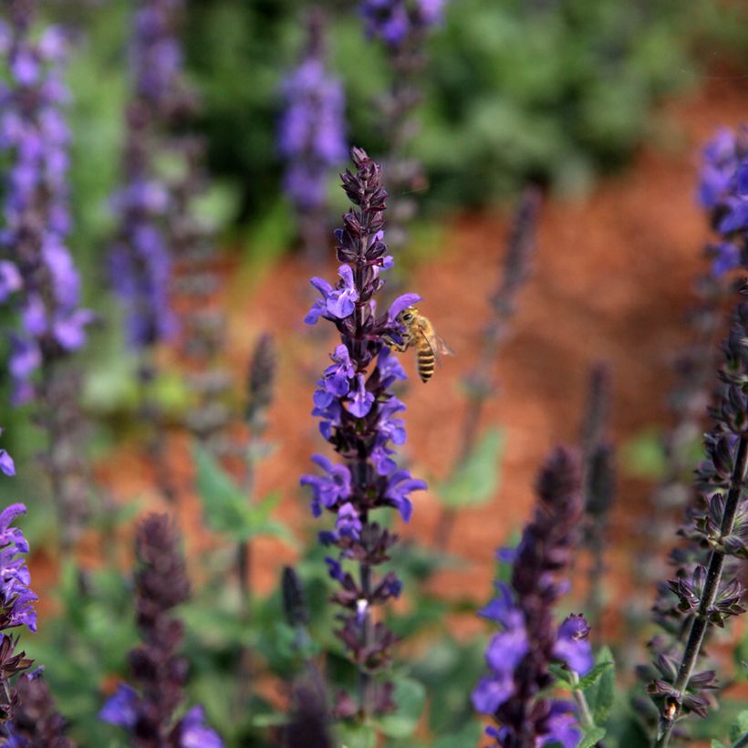 Salvia nemorosa Dwarf Blue Queen - Bossalie (Bloei)