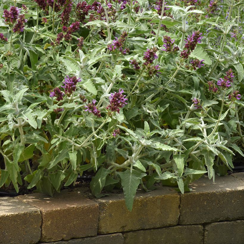 Salvia canariensis Lancelot - Canarische salie (zaad) (Groeiplaats)