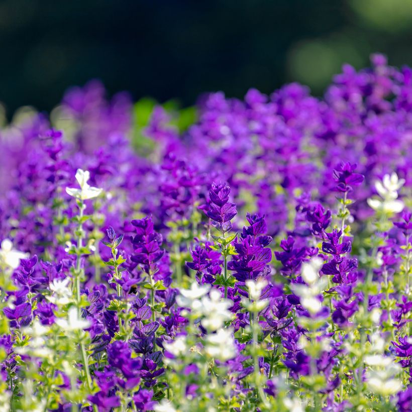 Salvia viridis Blue Monday - Bonte salie (zaad) (Groeiplaats)