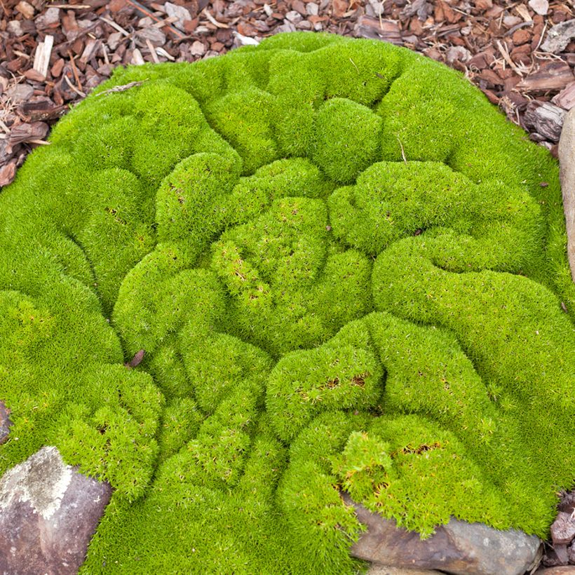 Scleranthus biflorus (zaad) - Nieuw-Zeelands mos (Groeiplaats)