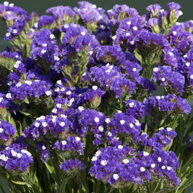 Limonium sinuatum Forever Blue (zaad) - Statice (Bloei)