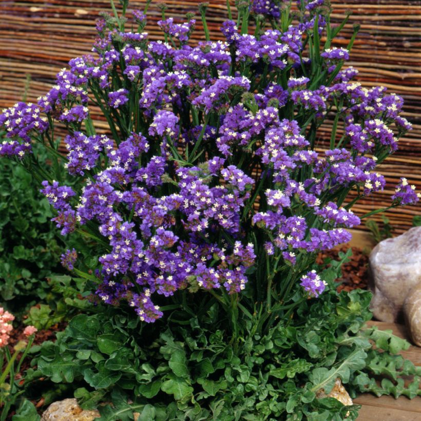 Limonium sinuatum Forever Blue (zaad) - Statice (Groeiplaats)