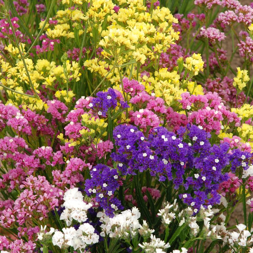 Limonium sinuatum Forever Rose (zaad) - Statice (Groeiplaats)