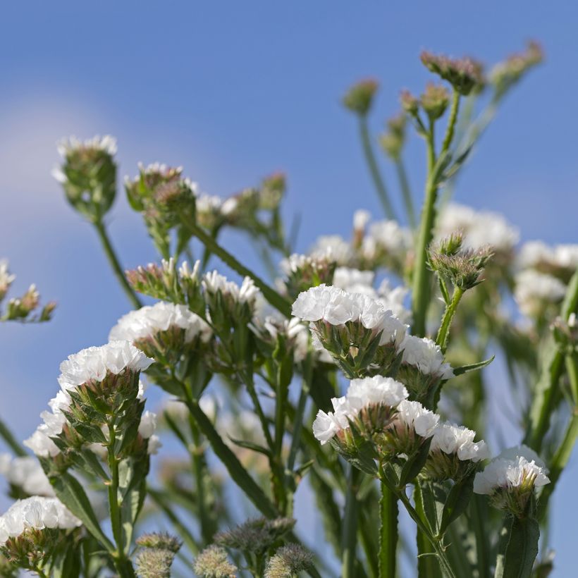 Limonium sinuatum Forever Silver (zaad) - Statice (Bloei)