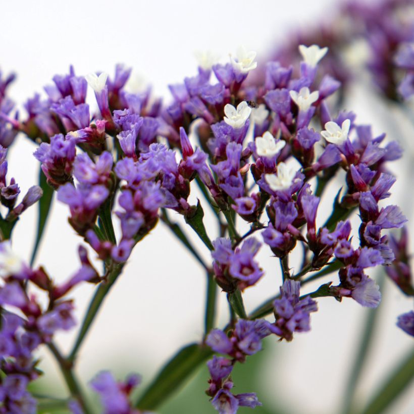Limonium perezii Indie (zaad) - Lamsoor (Bloei)