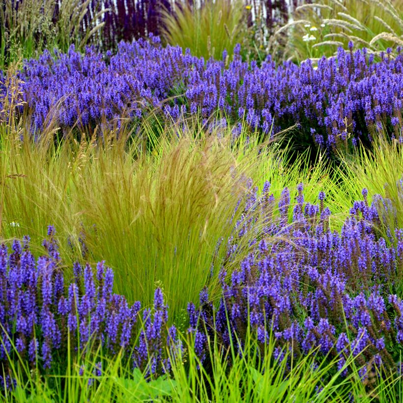 Stipa tenuissima Pony Tails (zaad) - Vedergras (Groeiplaats)