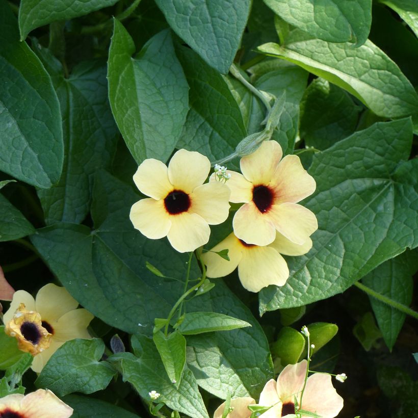 Thunbergia alata Peach Eye (zaad) - Suzanne-met-de-mooie-ogen (Bloei)