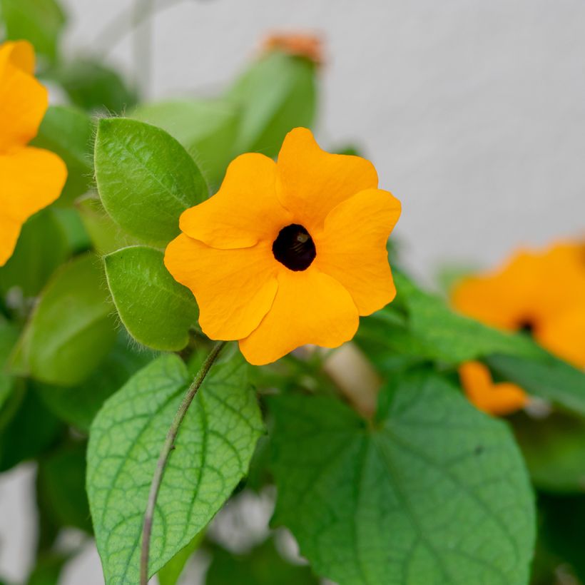 Thunbergia alata (zaad) - Suzanne met zwarte ogen (Blad)