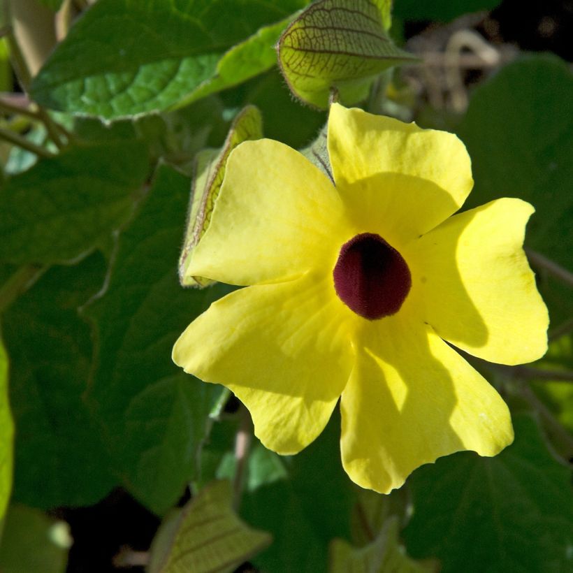 Thunbergia alata (zaad) - Suzanne met zwarte ogen (Bloei)