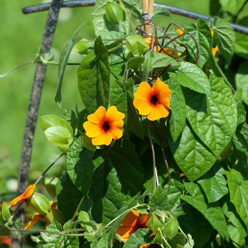 Thunbergia alata (zaad) - Suzanne met zwarte ogen (Groeiplaats)
