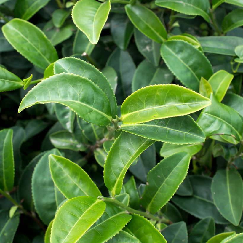 Camellia sinensis (zaad) - Theeplant (Blad)