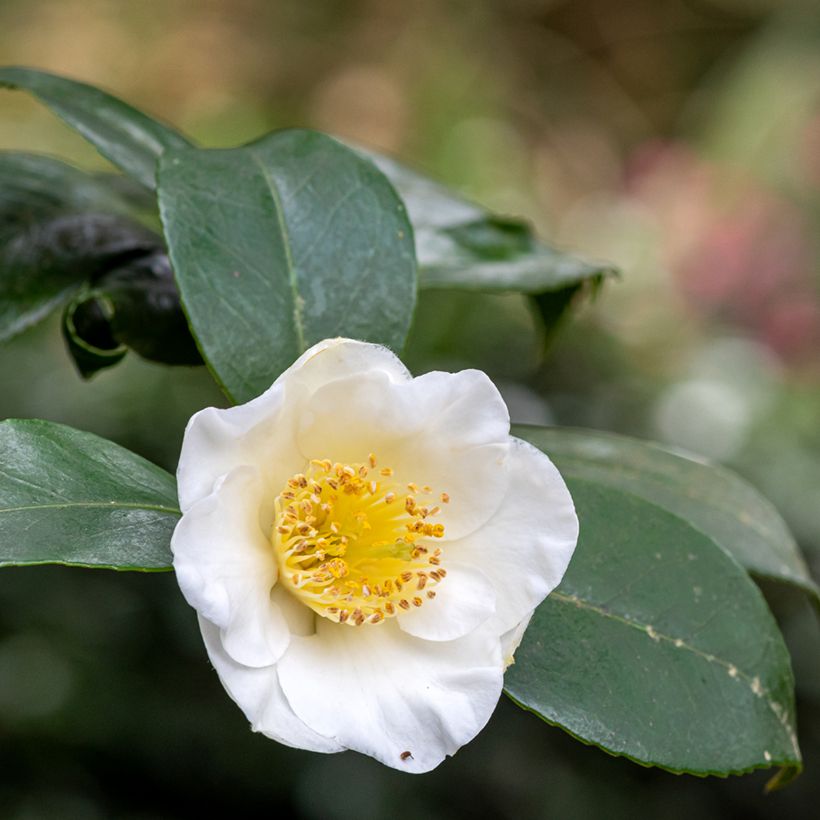 Camellia sinensis (zaad) - Theeplant (Bloei)