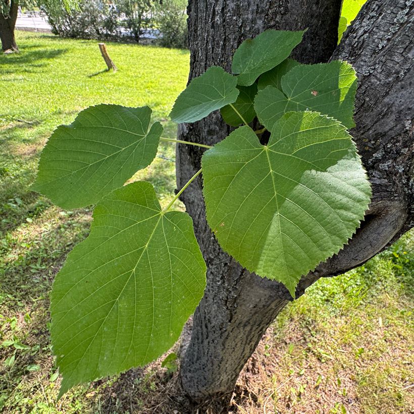 Tilia cordata (zaad) - Winterlinde (Blad)