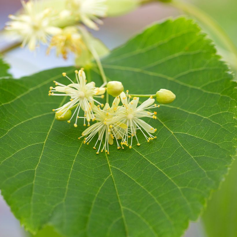 Tilia cordata (zaad) - Winterlinde (Bloei)
