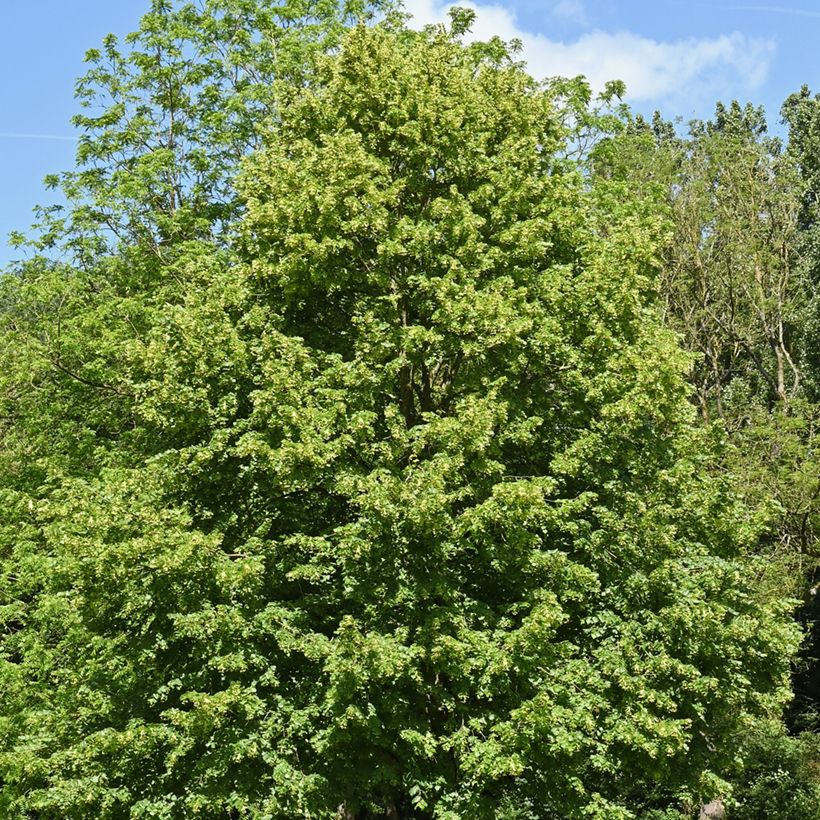Tilia cordata (zaad) - Winterlinde (Groeiplaats)