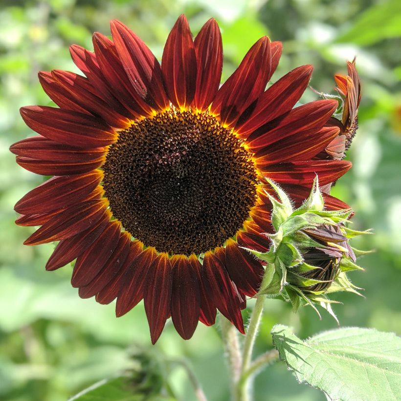 Zonnebloem Desire Red F1 (zaad) - Helianthus annuus (Bloei)